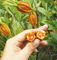 collecting mature fruit berries of Gardenia jasminoides Ellis.,and one fruit is broken into two halves