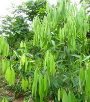 growing tree of Cinnamomum cassia Presl var.macrophyllum Chu with many green leaves
