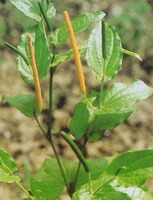 a flowering plant of Piper longum L. with several flower spikes