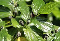fruiting tree of Piper longum L. with several fruits