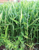 plants of Zingiber officinale Rosc grow in field