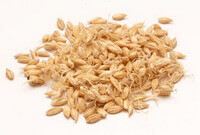 many yellowish herb grains of Fructus Hordei Germinatus