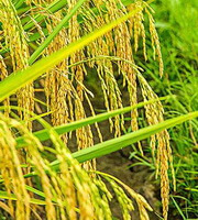 fruiting plant of Oryza sativa L with yellow grains grow in field