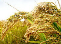 fruiting plants of Oryza sativa L. with yellow grains grow in sunny field
