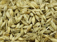 dried herb grains of Oryza sativa L. are piled together