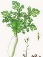 a colorful drawing of Raphanus sativus L.,white tuber,green leaves,flower spikes