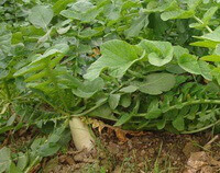 turbip radish of Raphanus sativus L. grow in field with many green leaves.