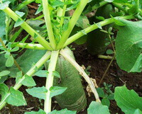 turbip radish of Raphanus sativus L. with green stem and leaves grow in field