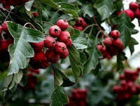 fruiting tree of Crataegus pinnatifida Bunge with dark green leaves and many small red fruits growing on branches.