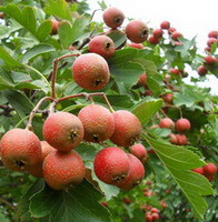 fruiting branches of Crataegus pinnatifida Bunge with green leaves and many reddish small fruits hanging on branches.