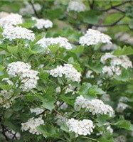 flowering tree of Crataegus pinnatifida Bunge with small white flowers growing on branches