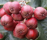 many reddish haowthorn fruits of Crataegus pinnatifida Bunge in a spike grow on branch