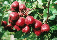 reddish fruits of Crataegus pinnatifida Bunge.Hawthorn Fruit grow on branch with green leaves in sunny days