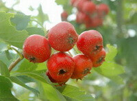 several red fruits of Crataeguspinnatifida Bunge var.major N.E.Brown.Mountain Red grow in sunny field,with green leaves