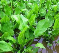 shrubs of Alisma orientale Sam Juz grow in river water