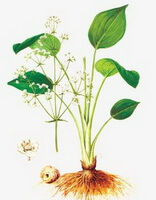 a colorful drawing of Alisma orientale Sam Juz,root,stems and leaves,fruits