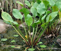 plant of Alisma orientale Sam Juz with many green leaves grow in water of river side
