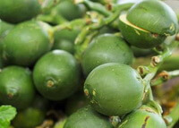 many green fruits of Areca catechu L.