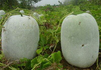 growing plants of Benincasa hispida Thunb Cogn. with two big gourds