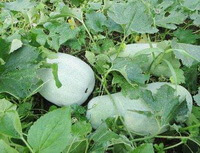plants of Benincasa hispida Thunb Cogn with three gourds grow in field with many green leaves