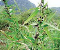 fruiting plants of Coix lacryma-jobi with green leaves grow in mountain field