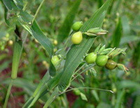 fruiting plants of Coix lacryma-jobi with several green fruits grow in field