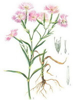 a colorful drawing of Dianthus superbus L.,pink flowers,green stems and leaves,and root