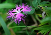 flowering plant of Dianthus superbus L with a pink flower and green leaves