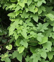 plants of Dioscorea futschauensis Uline with many leaves grow in field