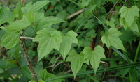 growing plant of Dioscorea futschauensis Uline with many green leaves