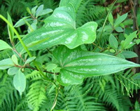 plants of Dioscorea hypoglauca Palib with stem and leaves