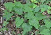 plants of Dioscorea septemloba Thunb with many green leaves climbing on ground