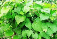plants of Dioscorea septemloba Thunb with many green leaves grow in a sunny field
