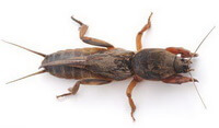 Gryllotalpa
