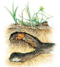a colorful drawing of Gryllotalpa unispina Saussure which is digging tunnels under ground of a grass field