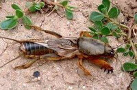a big Gryllotalpa unispina Saussure craws on ground beside some plants