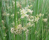 flowering plant of Juncus effusus L. with small white flowers