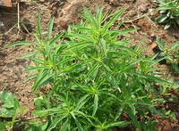 shrubs of Kochia scoparia L.Schrad grow in field with grass