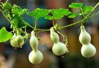 growing plants of Lagenaria siceraria Molina Standl with five calabash gourds hanging on stem