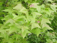 tree of Liquidambar formosana Hance with many green leaves grow in field