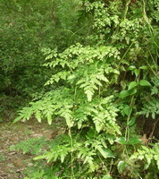 plant of Lygodium japonicum Thunb.Sw grow in woods