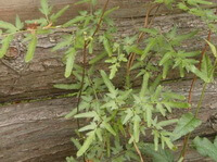several plants of Lygodium japonicum Thunb.Sw. grow besides tree trunks