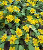 many plants of Lysimachia christinae Hance with many small yellow flowers grow in a cluster