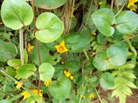 flowering plants of Lysimachia christinae Hance with several yellow flowers grow in a cluster