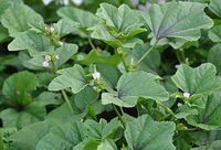flowering plants of Malva verticillata L with small white flowers and green leaves grow in field