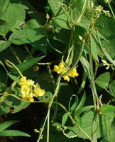 flowering plants of Phaseolus calcaratus Roxb. with yellow flowers grow in sunny field