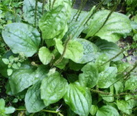 plants of Plantago asiatica L with green leaves and spikes grow in field