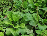 many flowering plants of Plantago major L. with green spikes grow in field