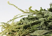 pale green dried herb segments of Herba Plantaginis with spikes