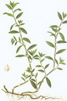 a colorful drawing of Polygonum aviculare L.,root,stems and green leaves,flowers